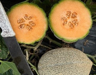 Melon Rock - INCA