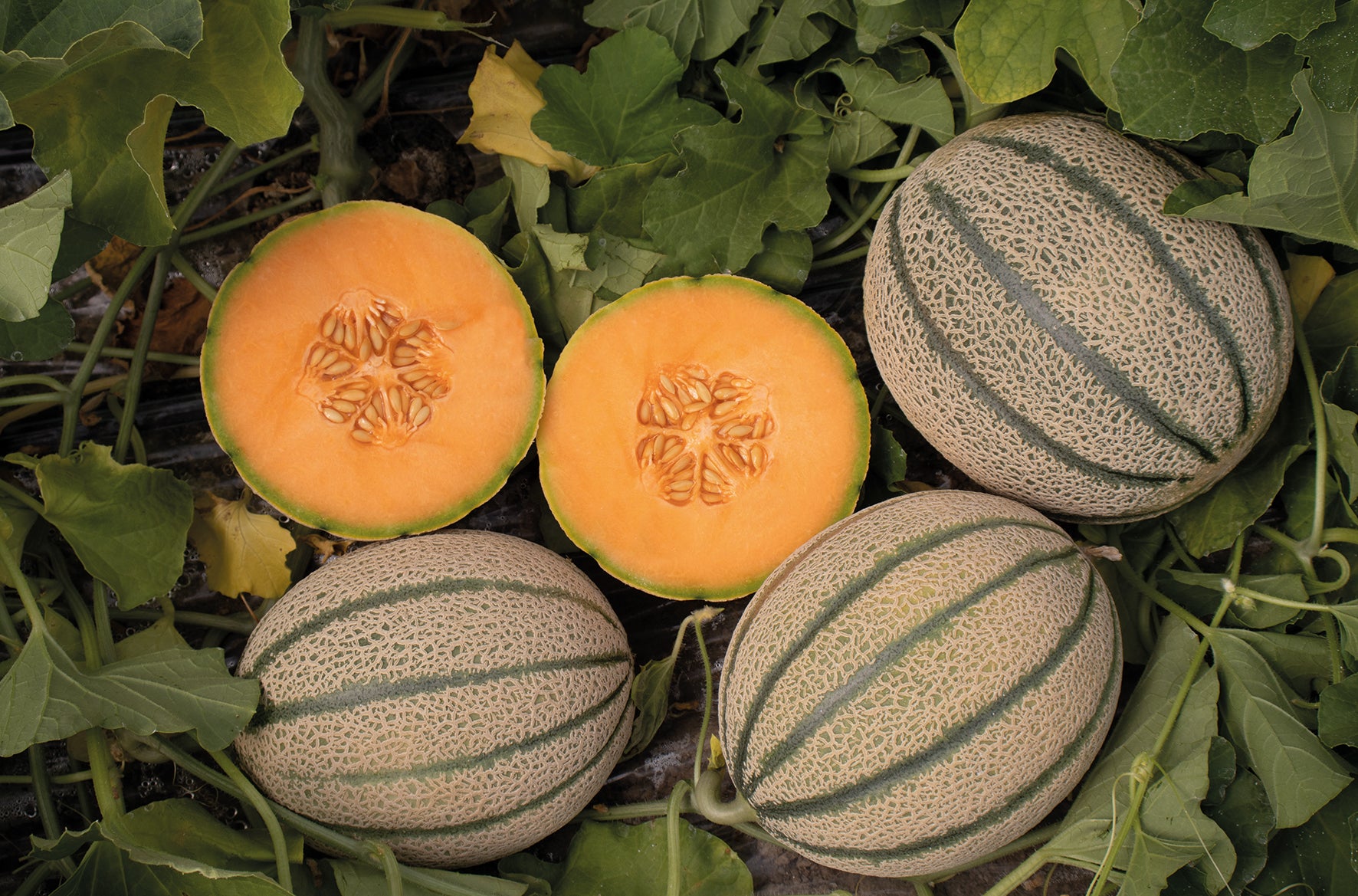 Melon Rock - INCA