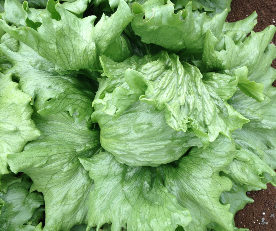 Lettuce Crisphead - OHAU