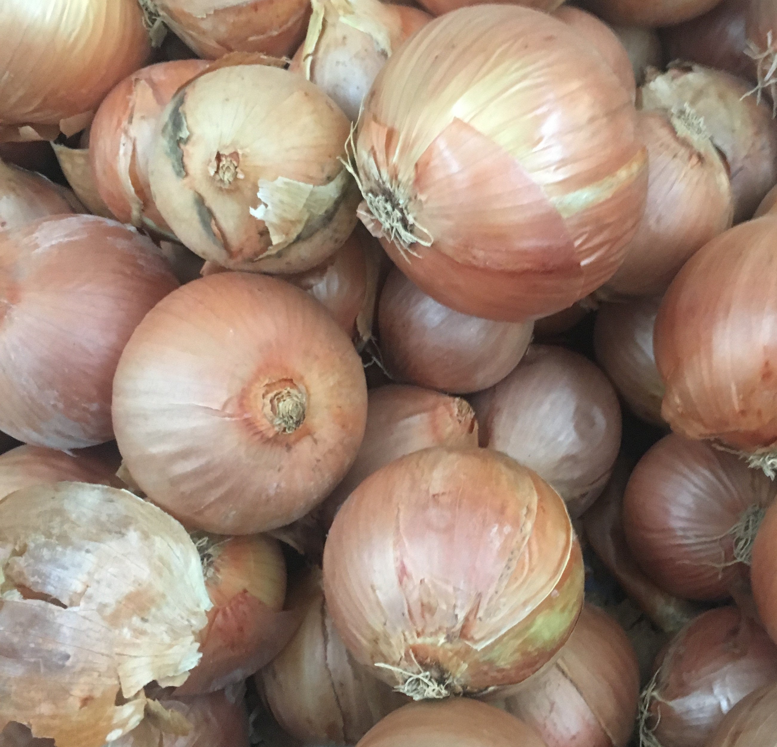 Onion Bulbing - ASHWIN