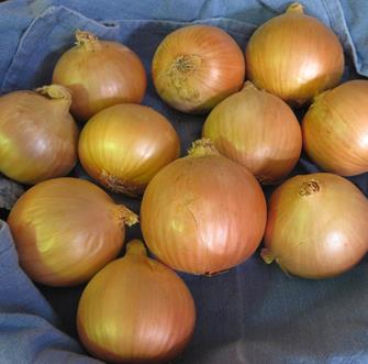 Onion Bulbing - COMET