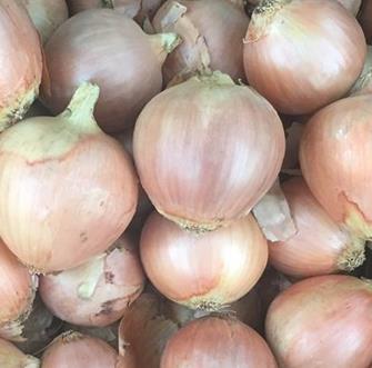 Onion Bulbing - KOHLI