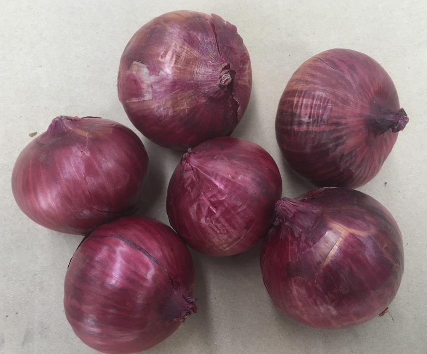 Onion Bulbing - RED PLANET