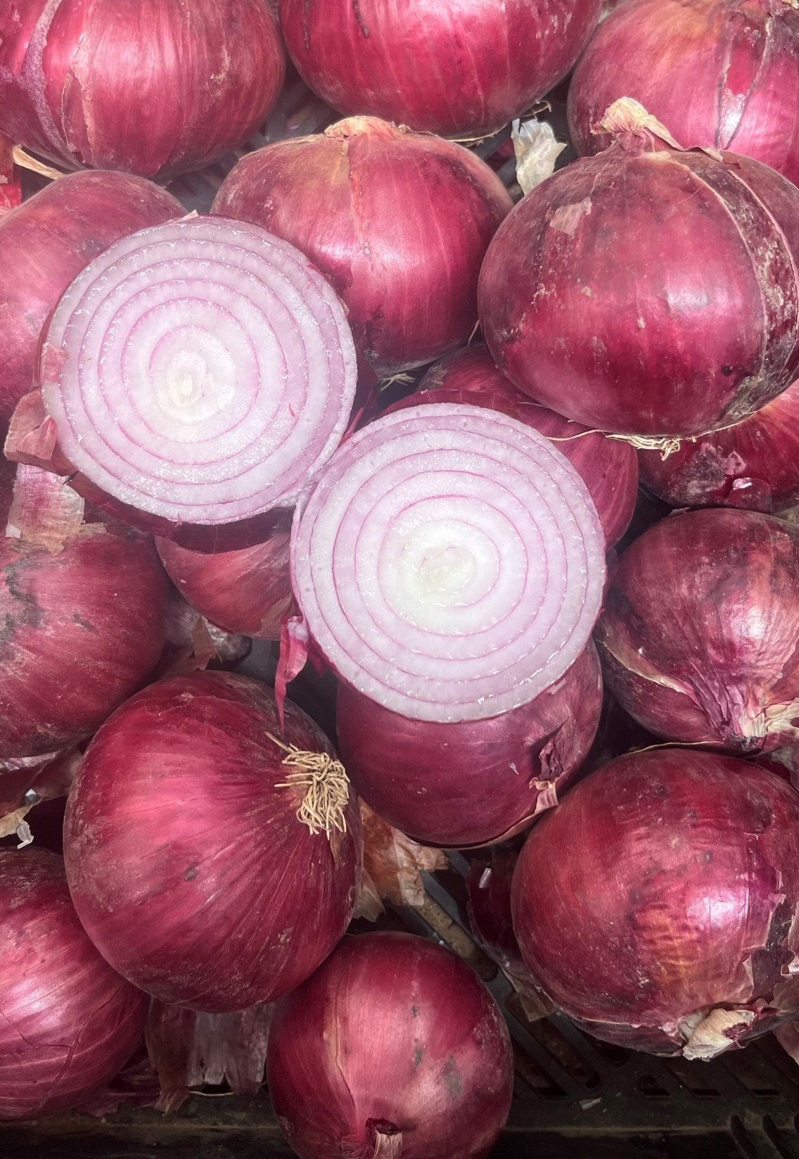 Onion Bulbing - RED SATURN