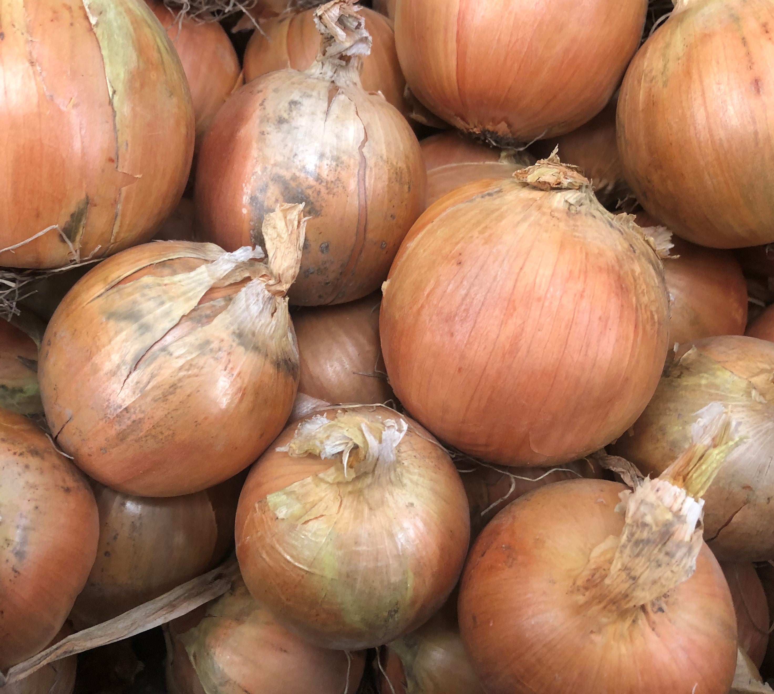 Onion Bulbing - TITAN