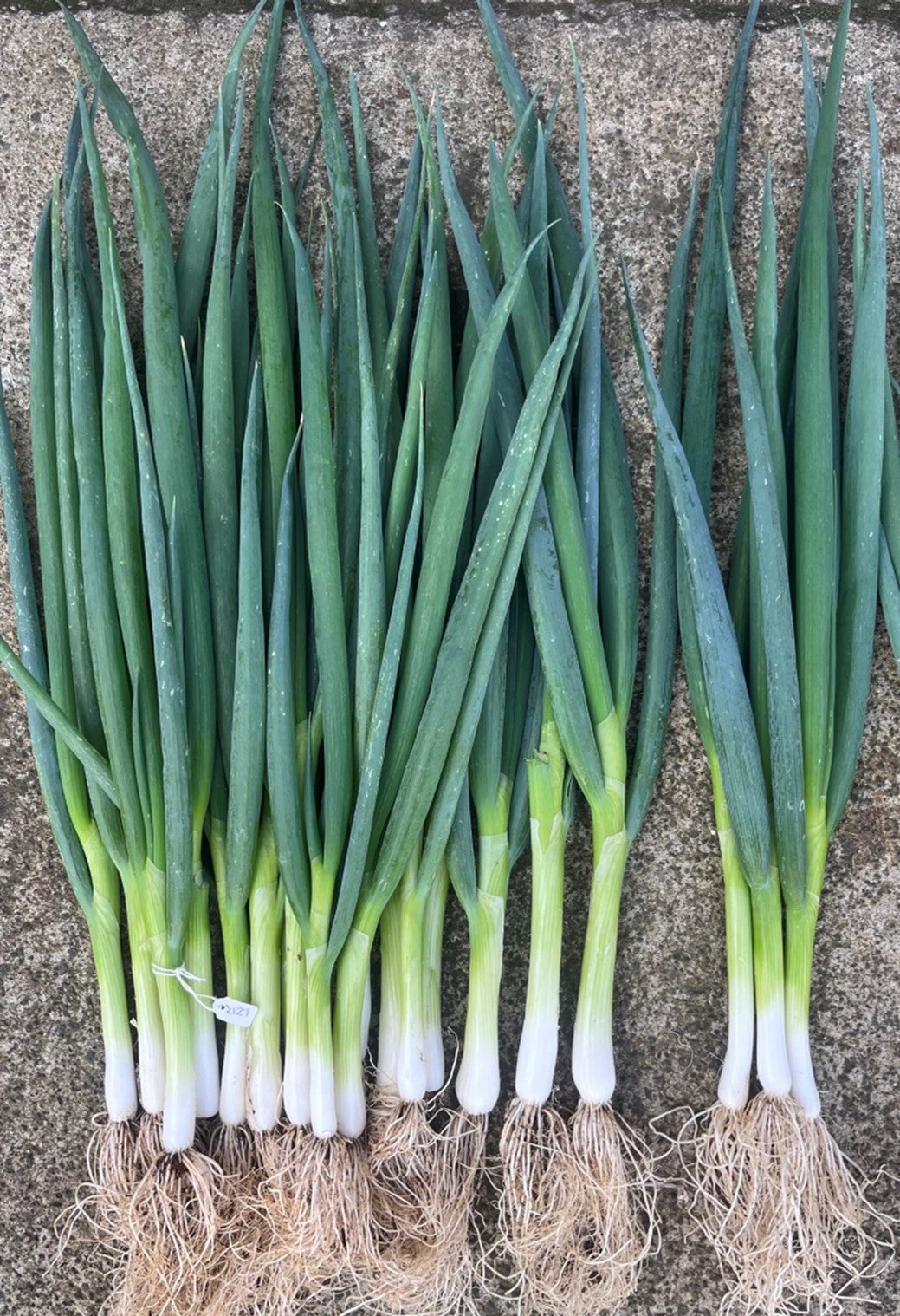 Onion Spring - BLIZZARD