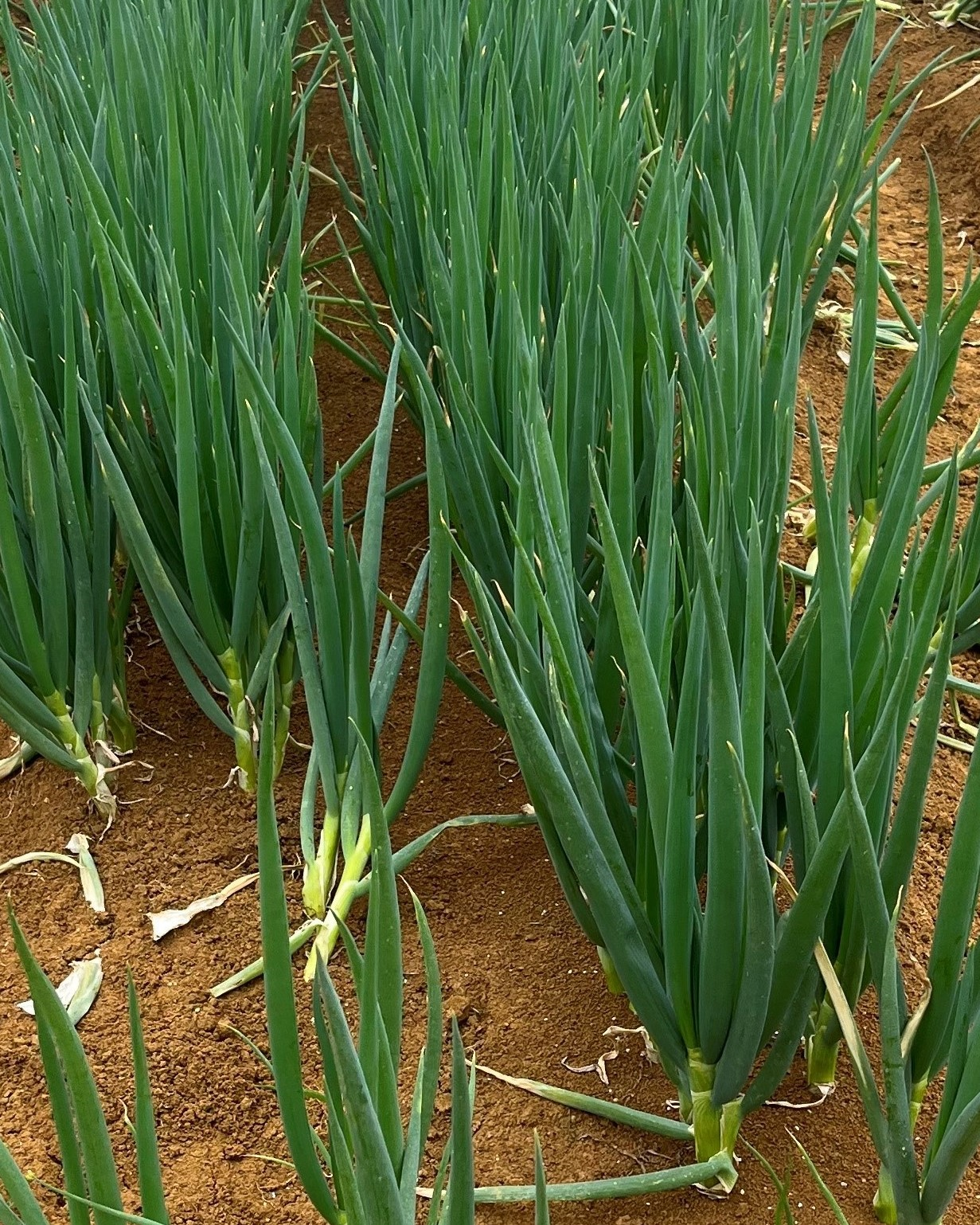 Onion Spring - CYCLONE