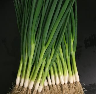 Onion Spring - POLAR