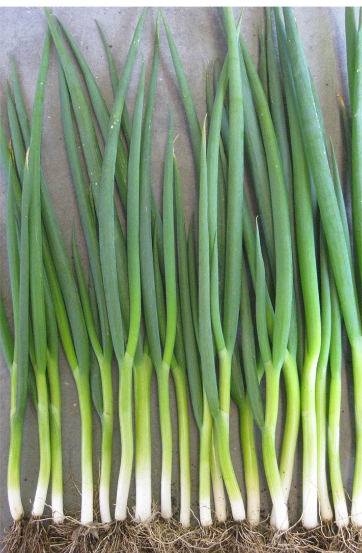 Onion Spring - POLAR