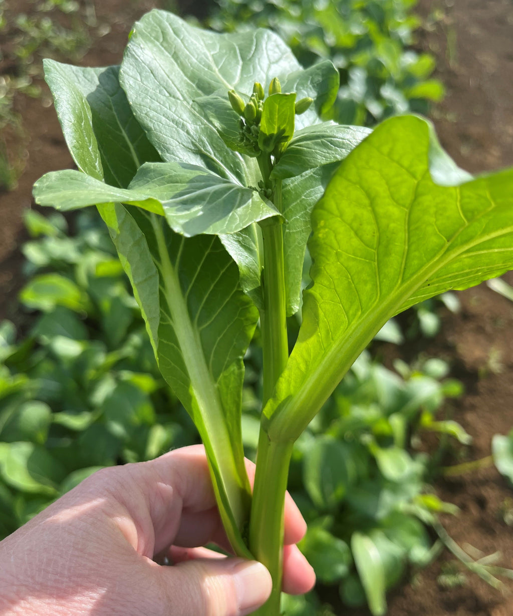 Chinese Greens Choy Sum - PEPPY