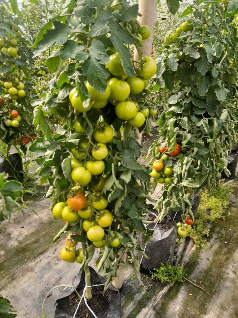 Tomato Indoor - PRINCESS