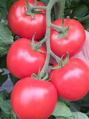 Tomato Indoor - PRINCESS