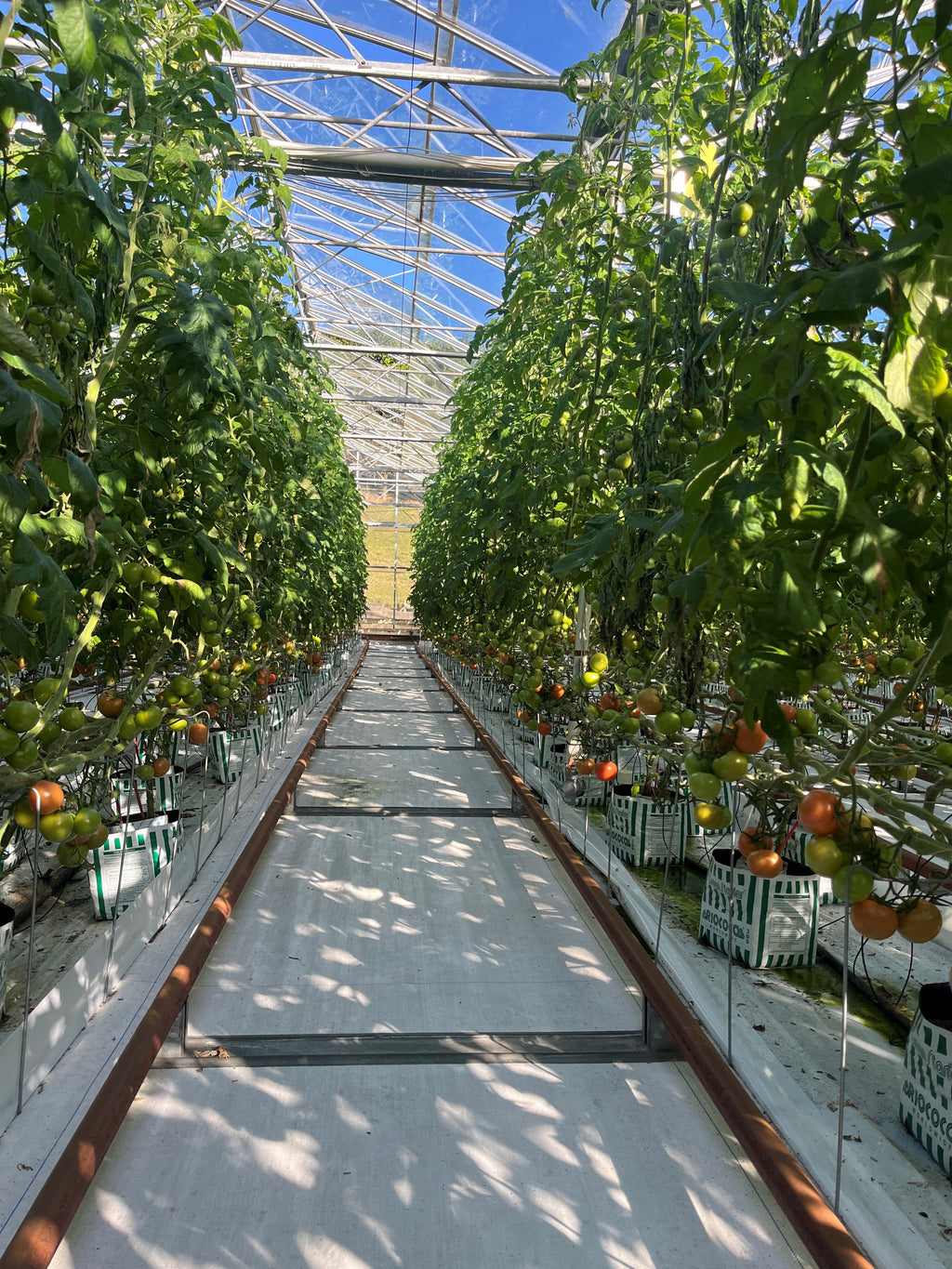 Tomato Indoor - PRINCESS