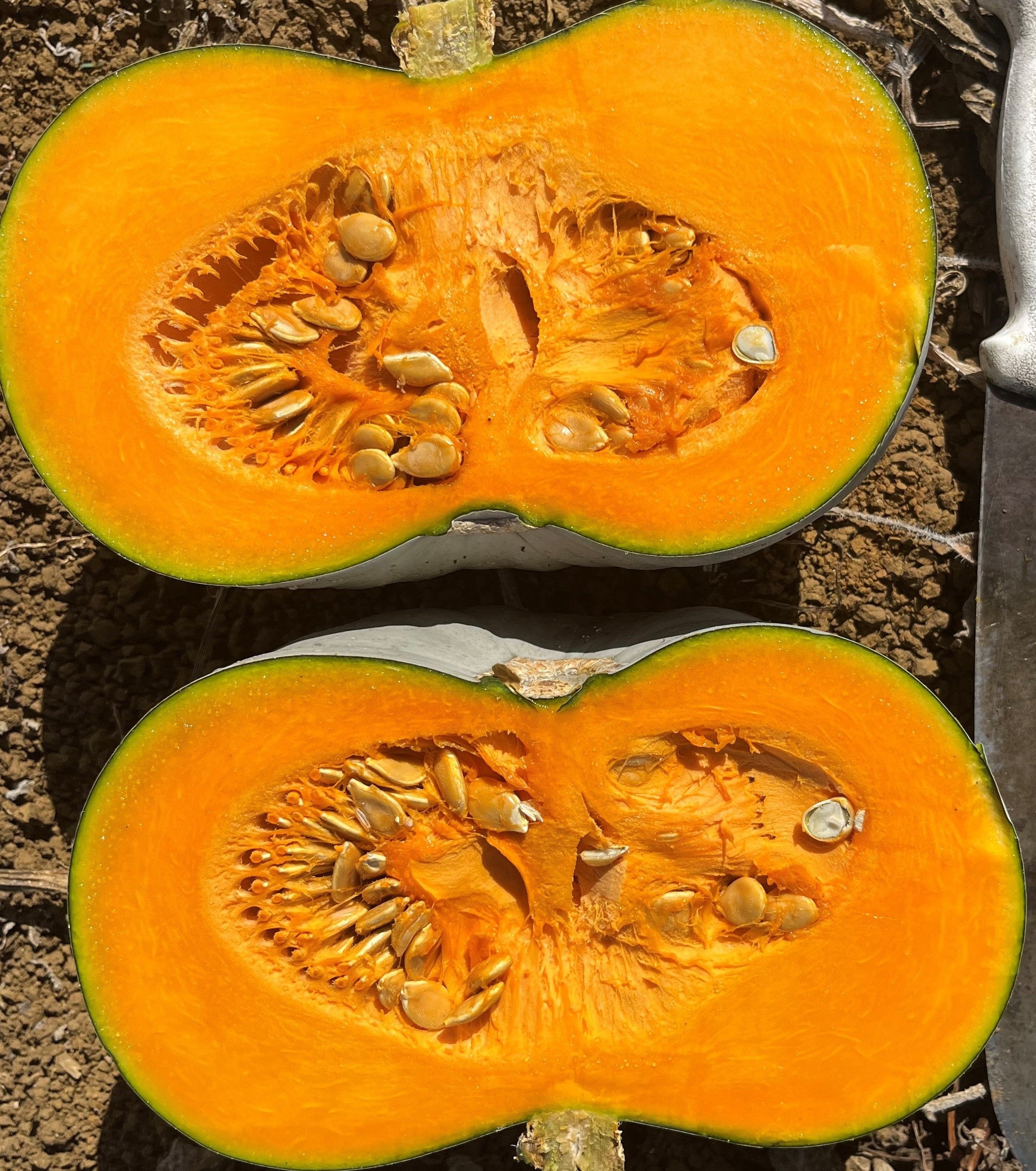 Pumpkin - BARON