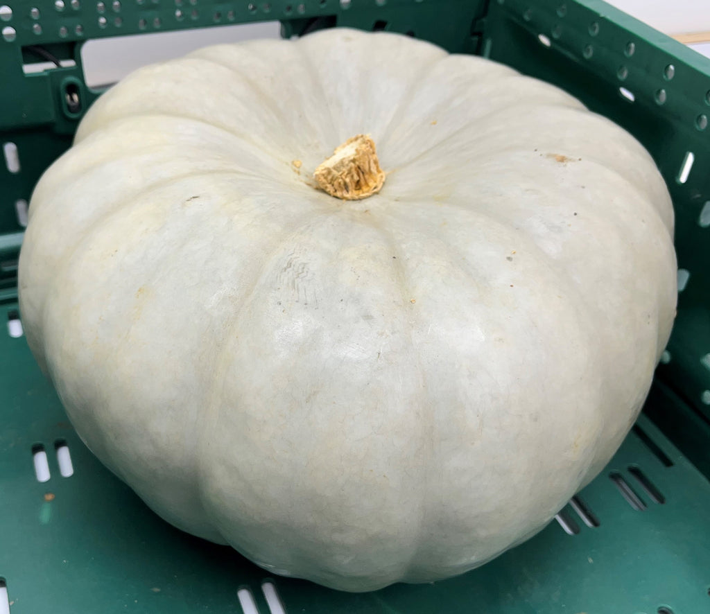 Pumpkin - DAME