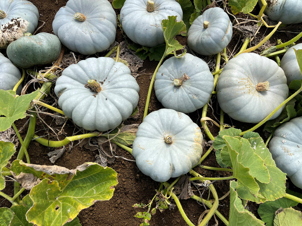 Pumpkin - DAME