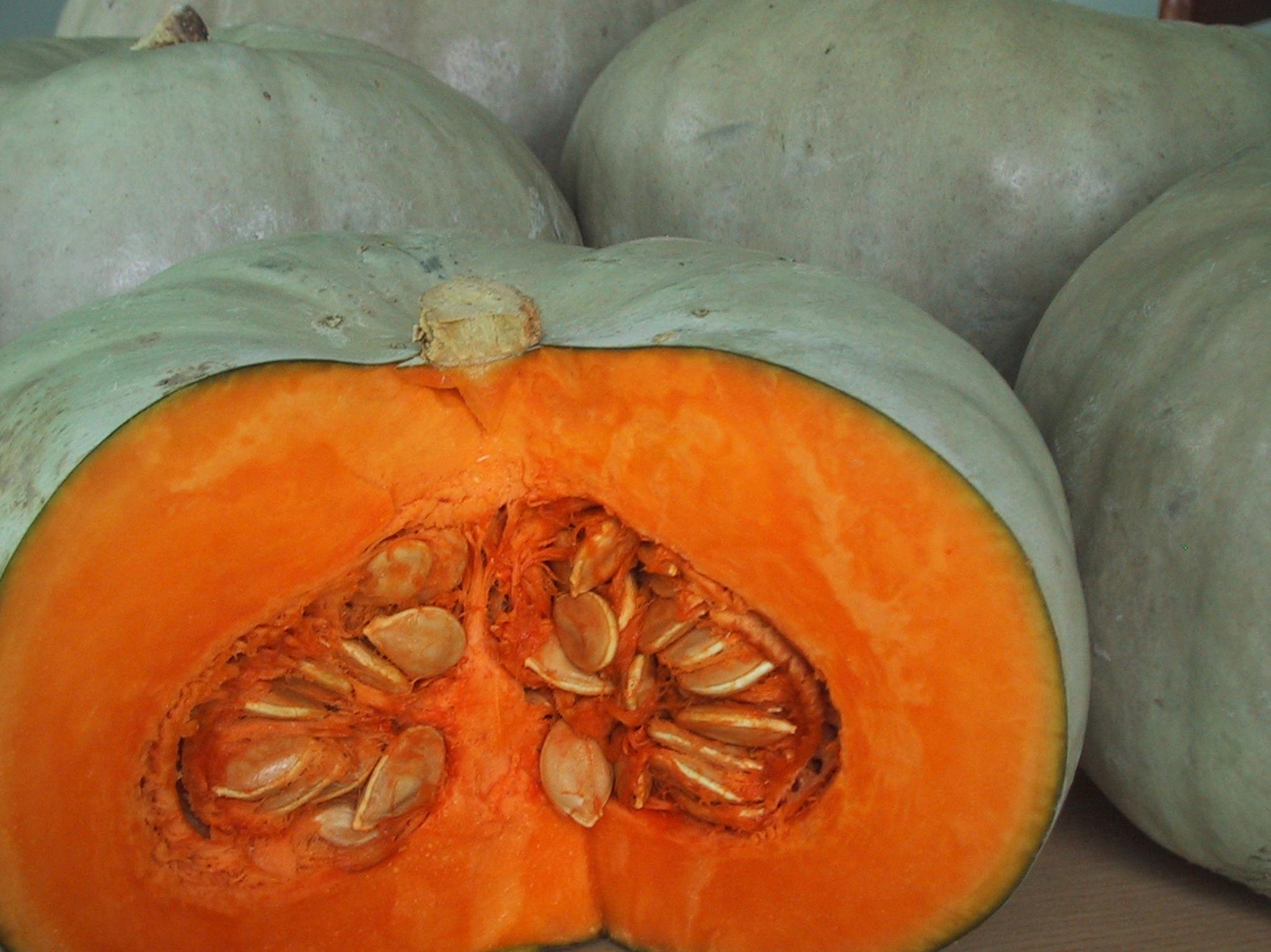 Pumpkin - PACIFIC KING