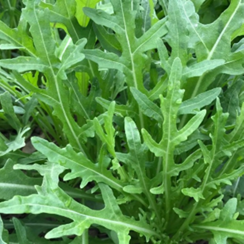 Herb Rocket Wild - QUEST