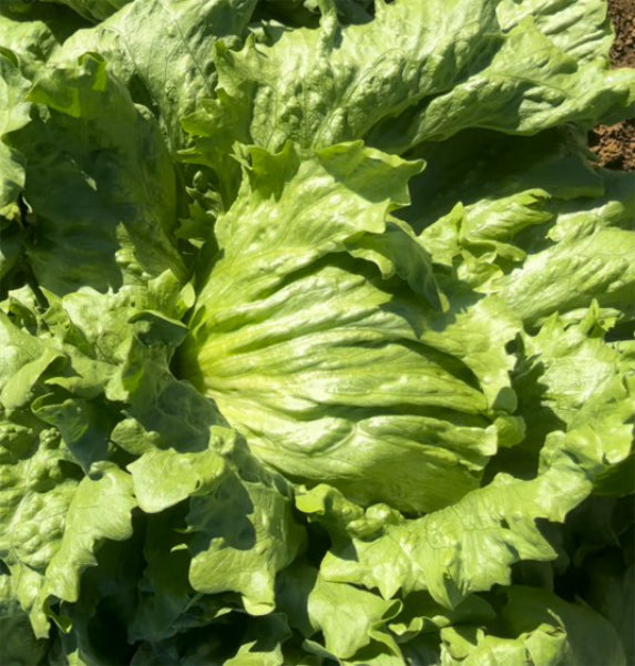 Lettuce Crisphead - ROTOROA