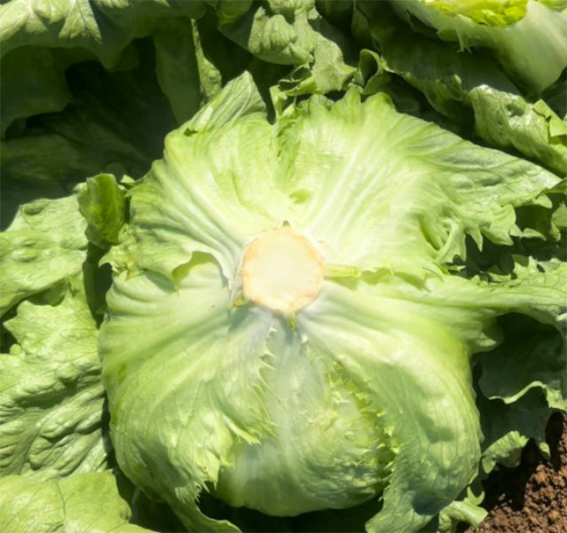 Lettuce Crisphead - ROTOROA