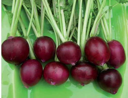 Radish Coloured - PURPLE PEARL
