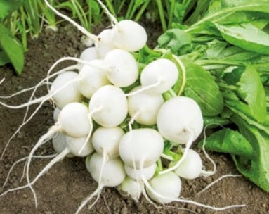 Radish Coloured - WHITE IGLOO