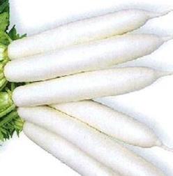 Radish Daikon - MINOWASE