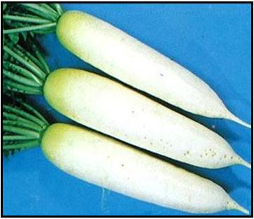 Radish Daikon - SNOW CAP