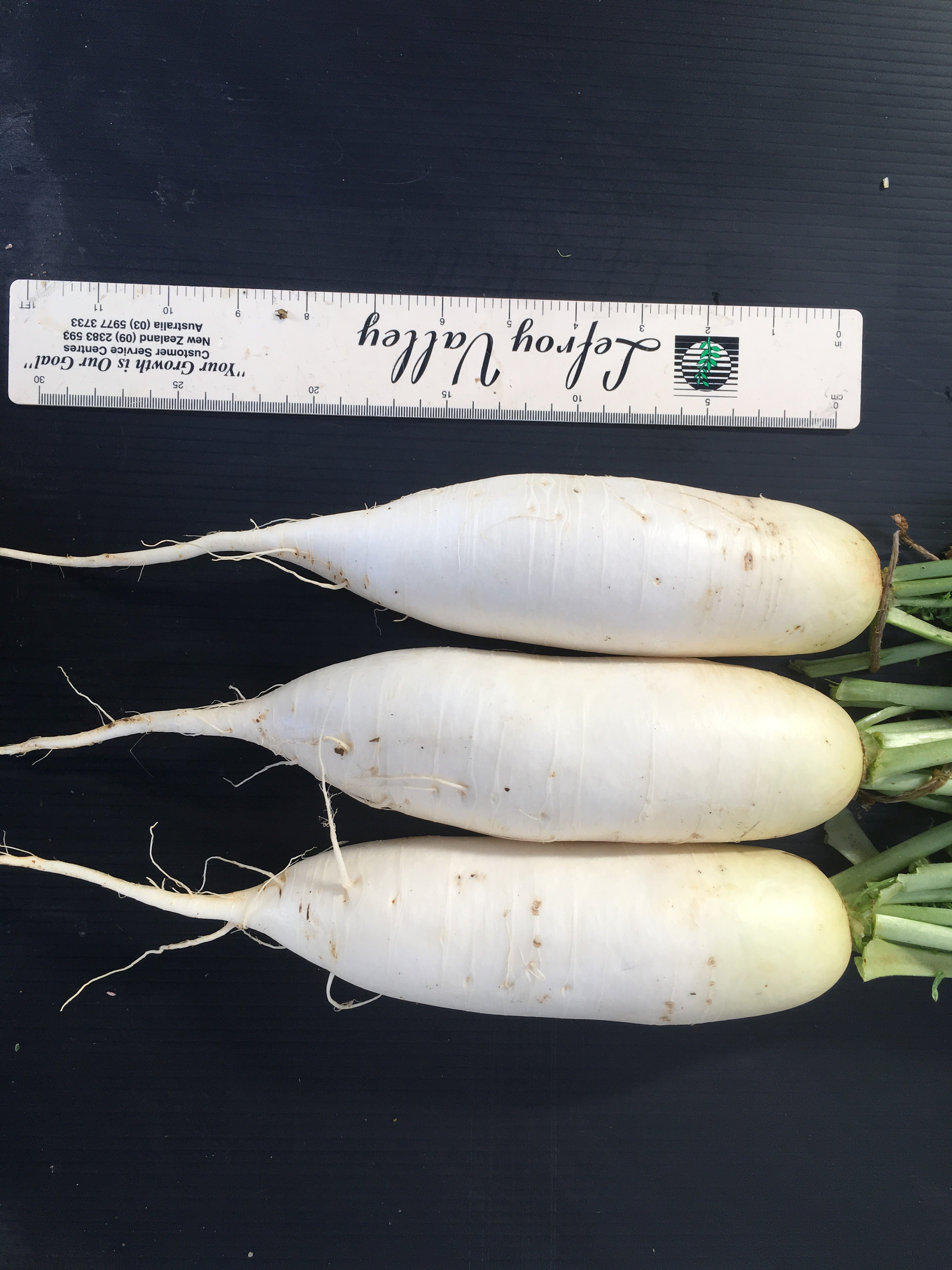 Radish Daikon - SPARTA