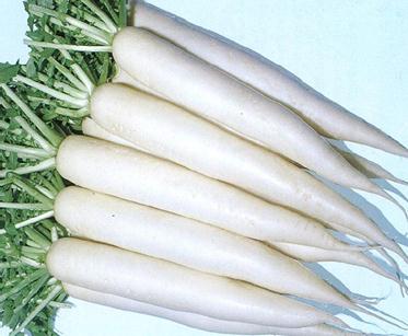 Radish Daikon - TROY