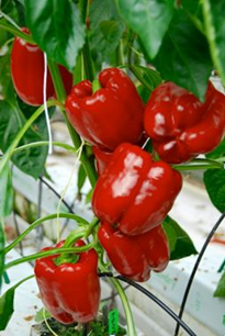 Capsicum Sweet Indoor - RED WRATH