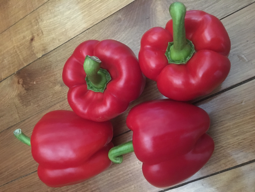 Capsicum Sweet Indoor - RED WRATH