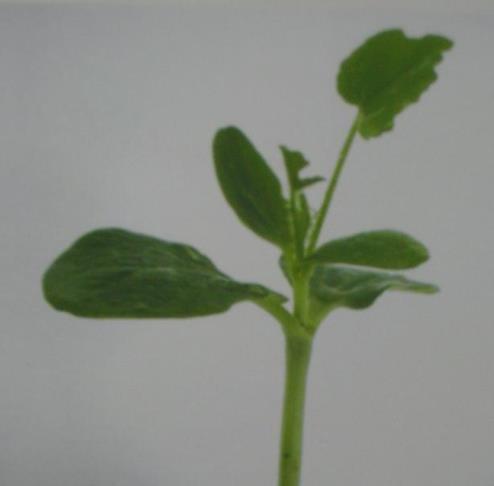 Rootstock - CANDYSTOCK