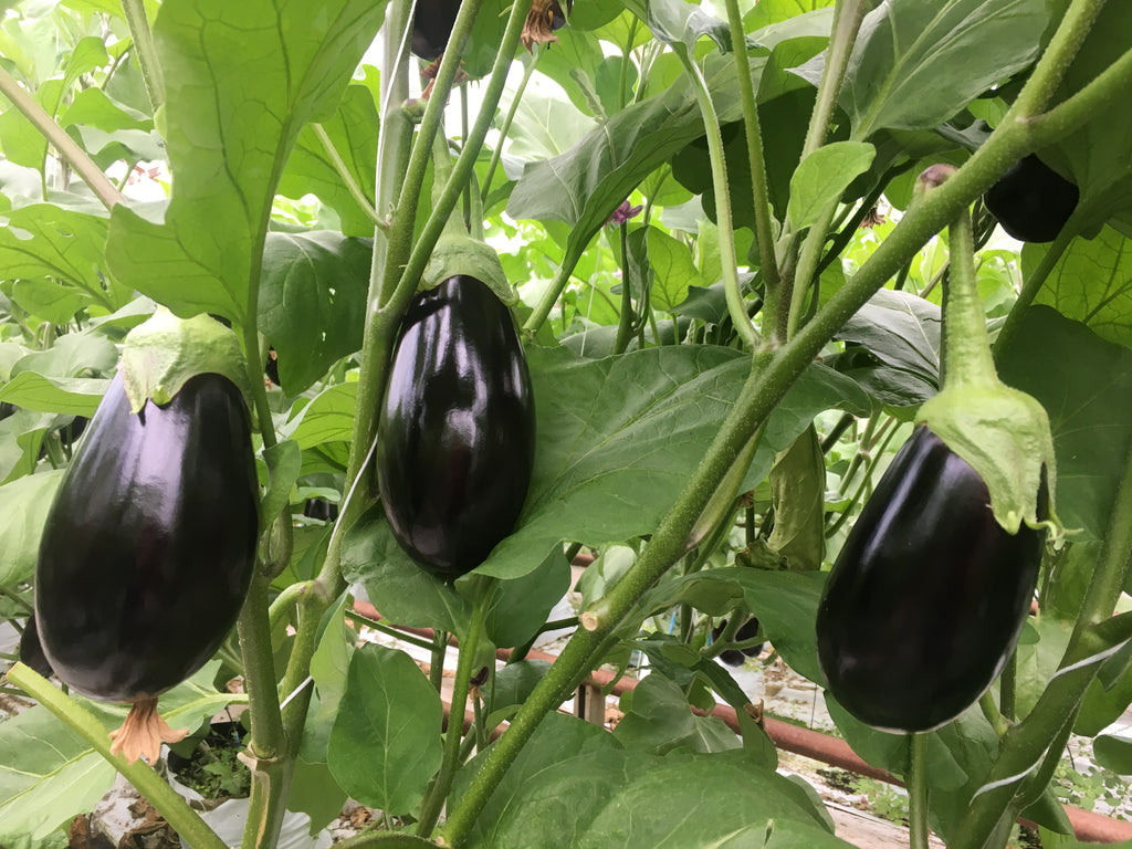 Eggplant Indoor - SIMPSON