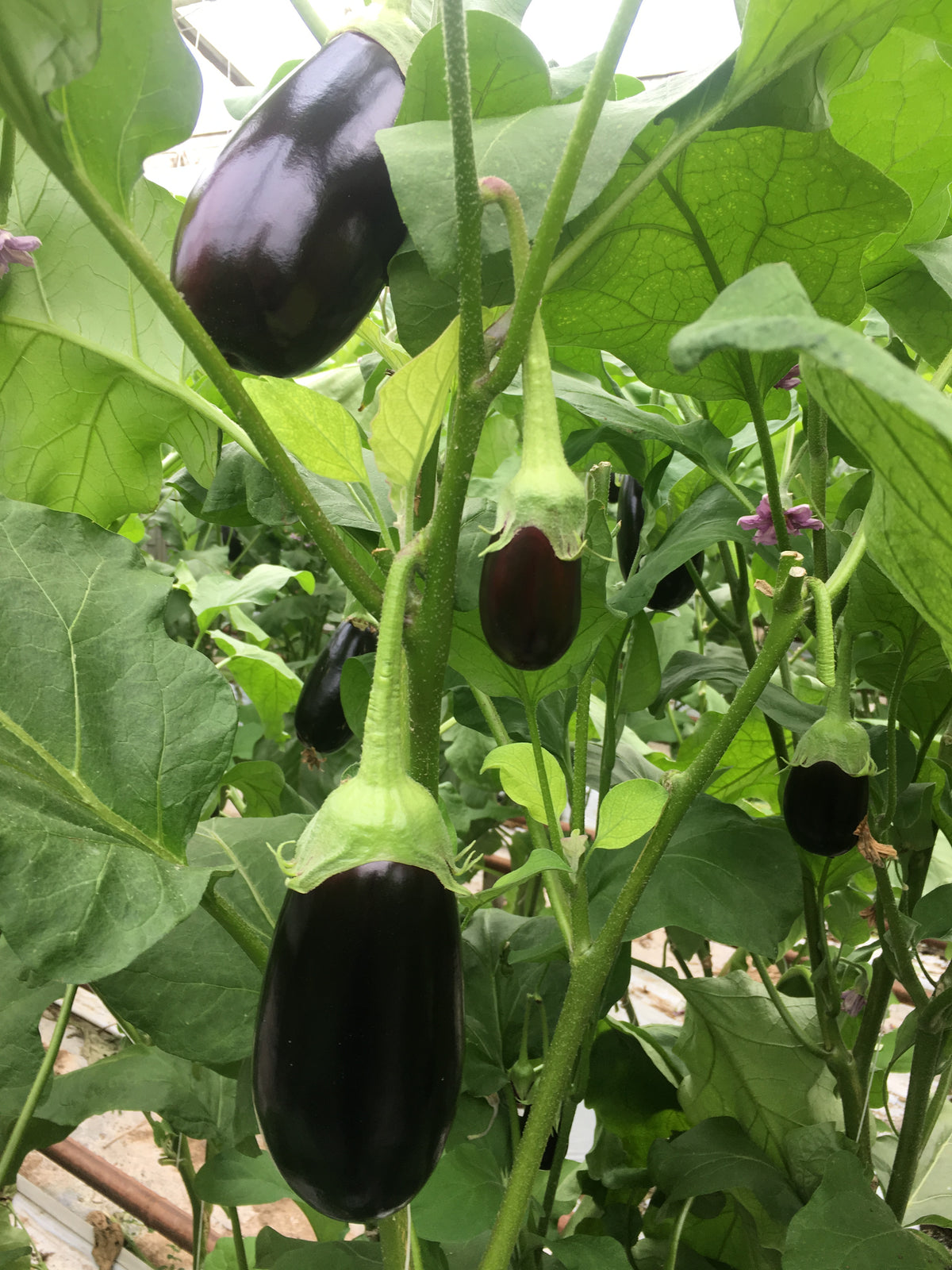 Eggplant Indoor - SIMPSON