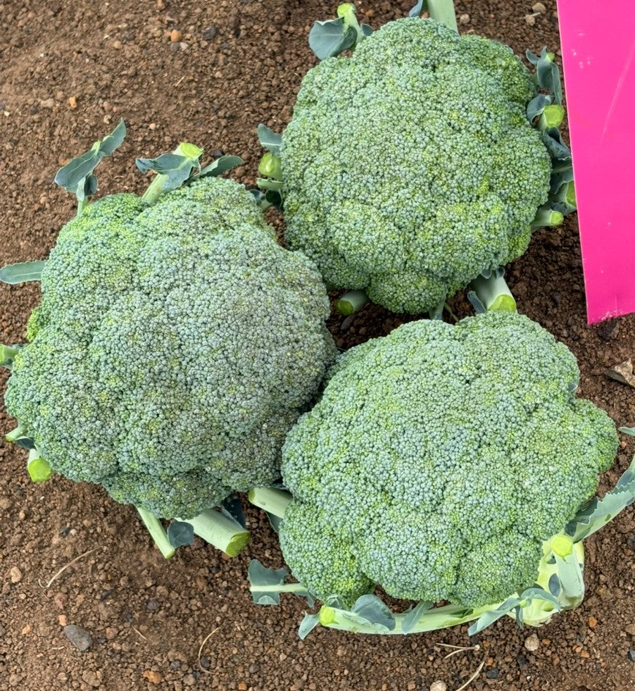 Broccoli - SANCHEZ