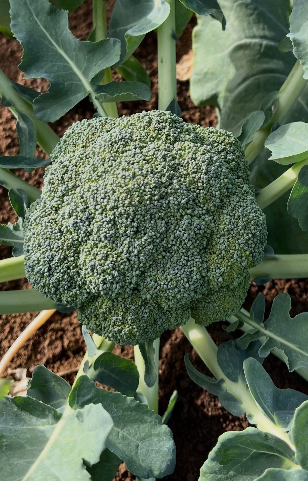 Broccoli - SANCHEZ