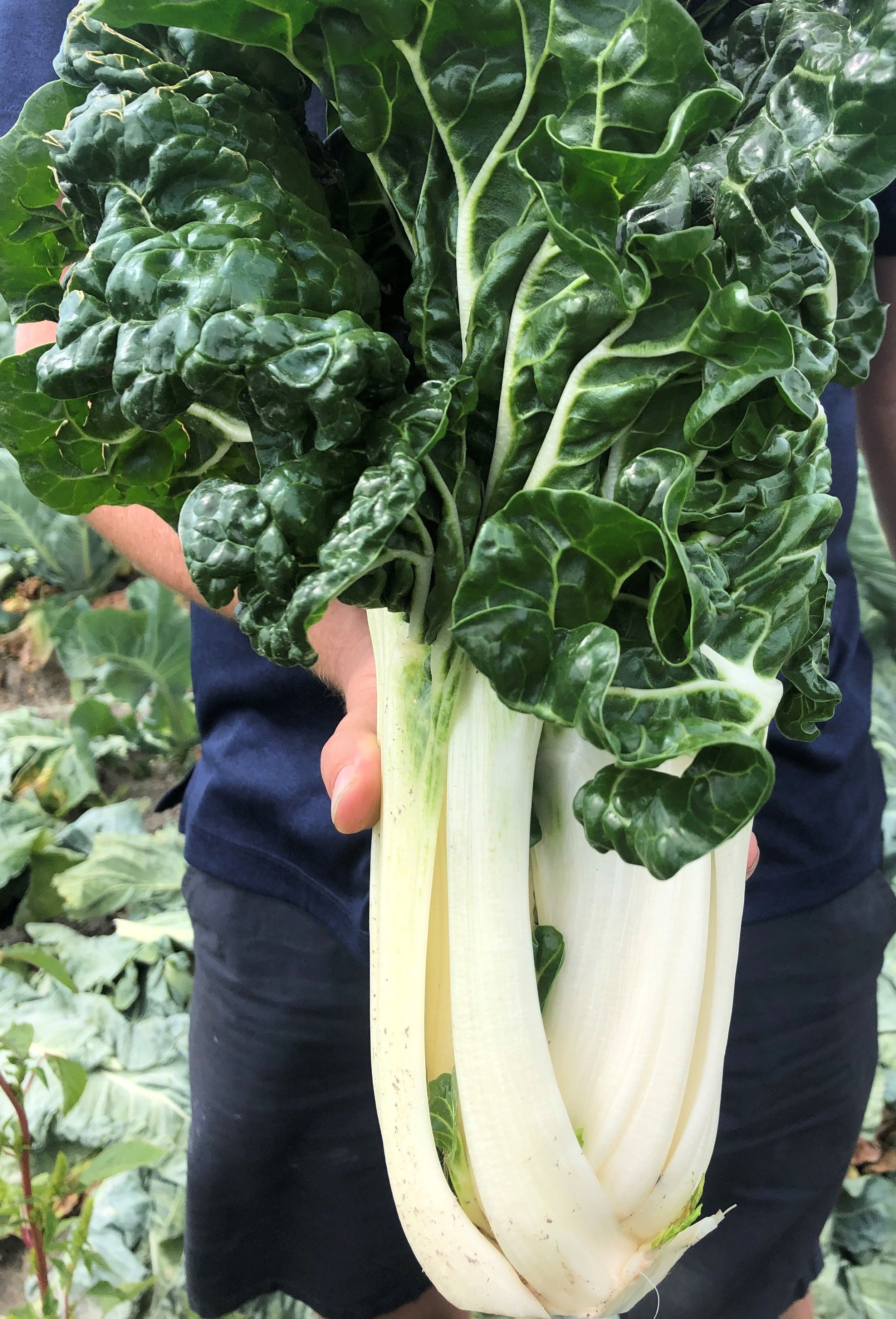 Beet Swiss Chard - ENVY