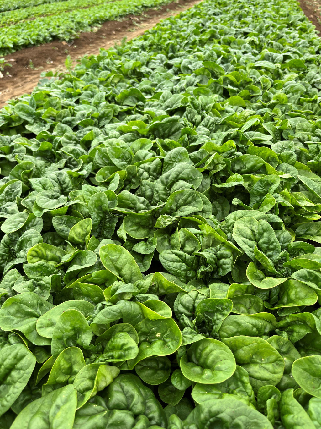 Spinach - SIOUX