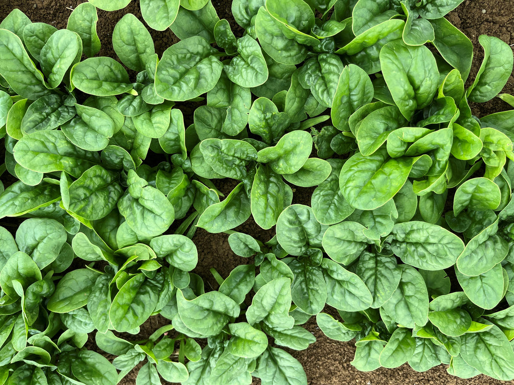 Spinach - SIOUX