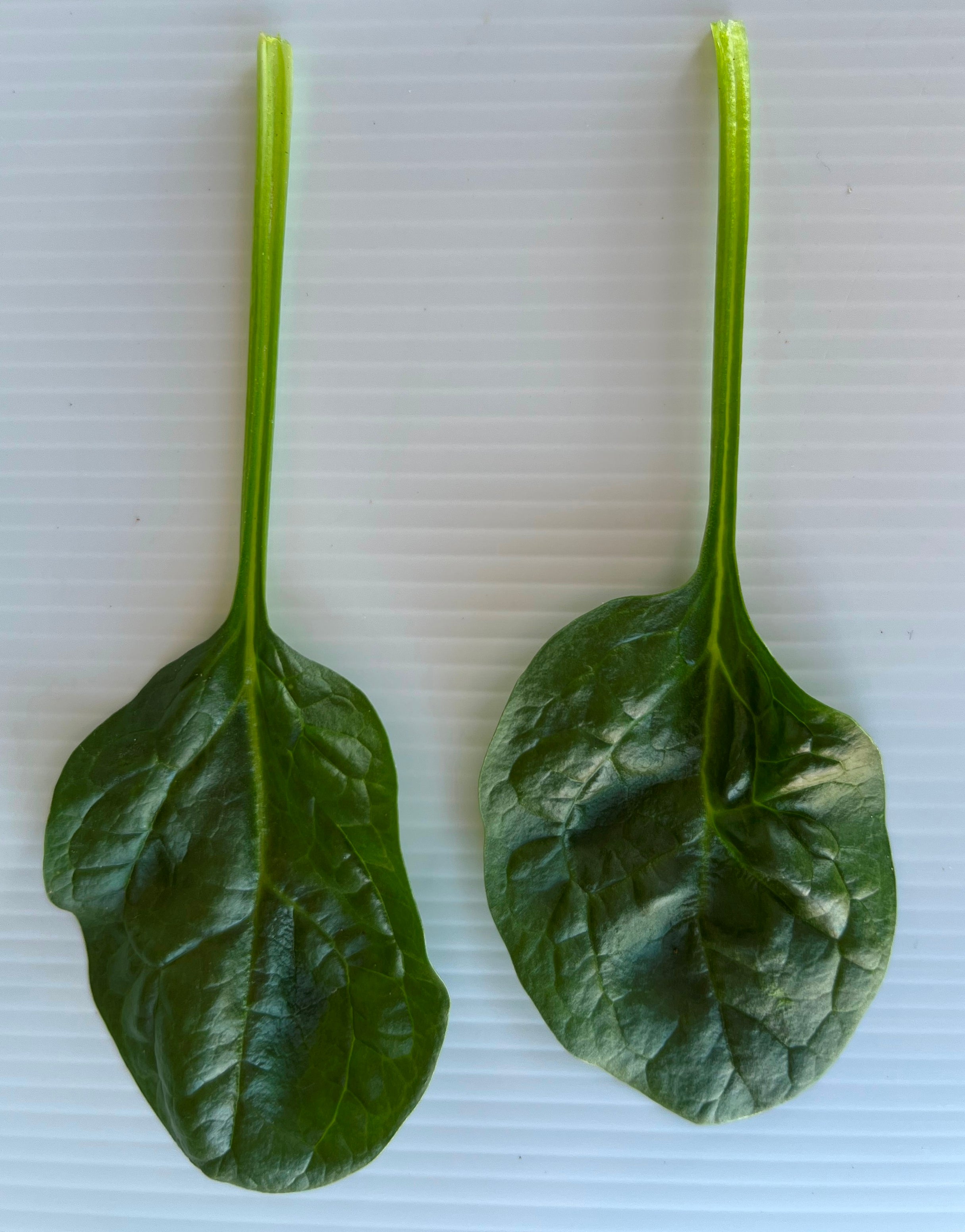 Spinach - ACCORDION