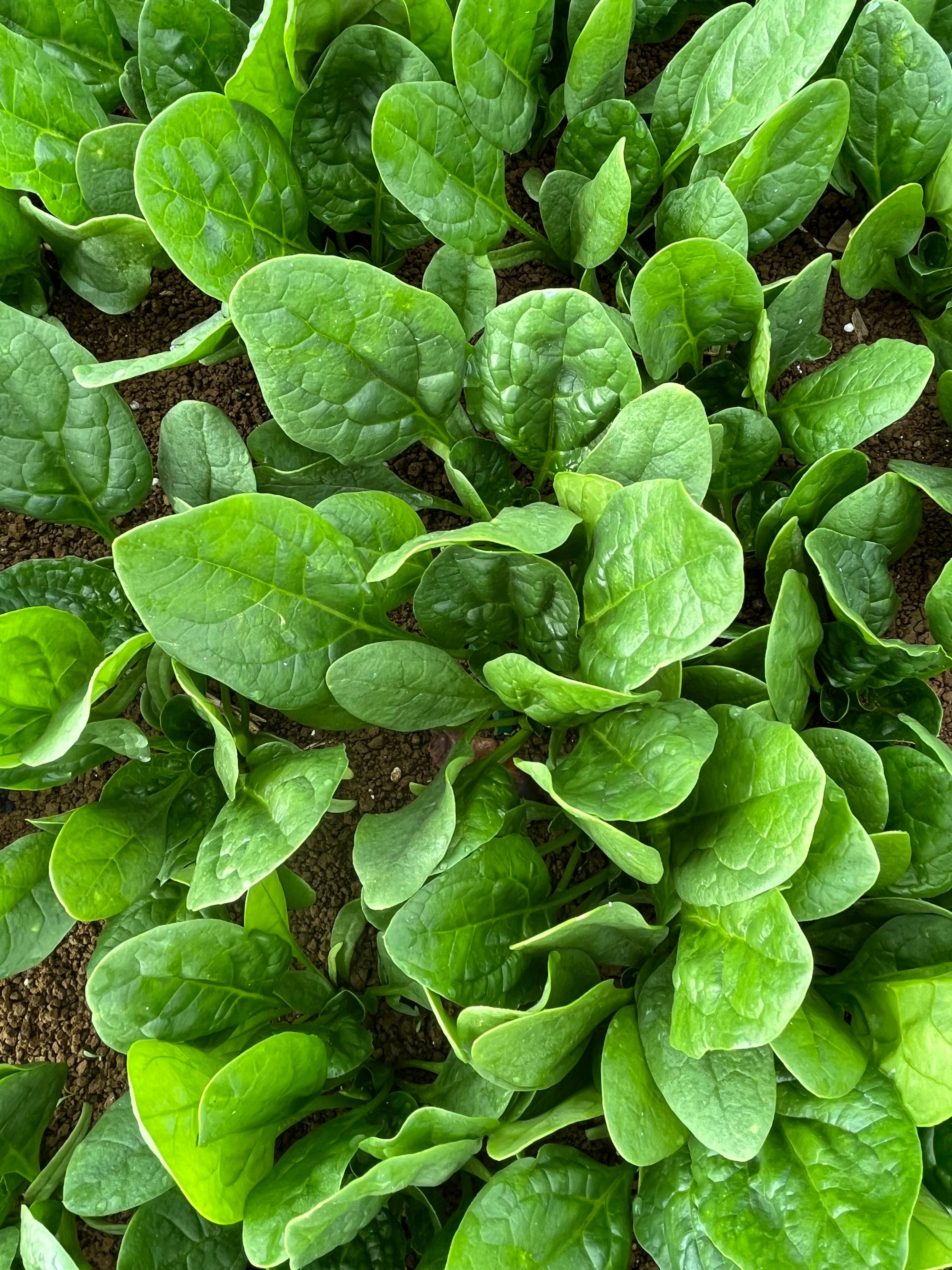 Spinach - ACCORDION