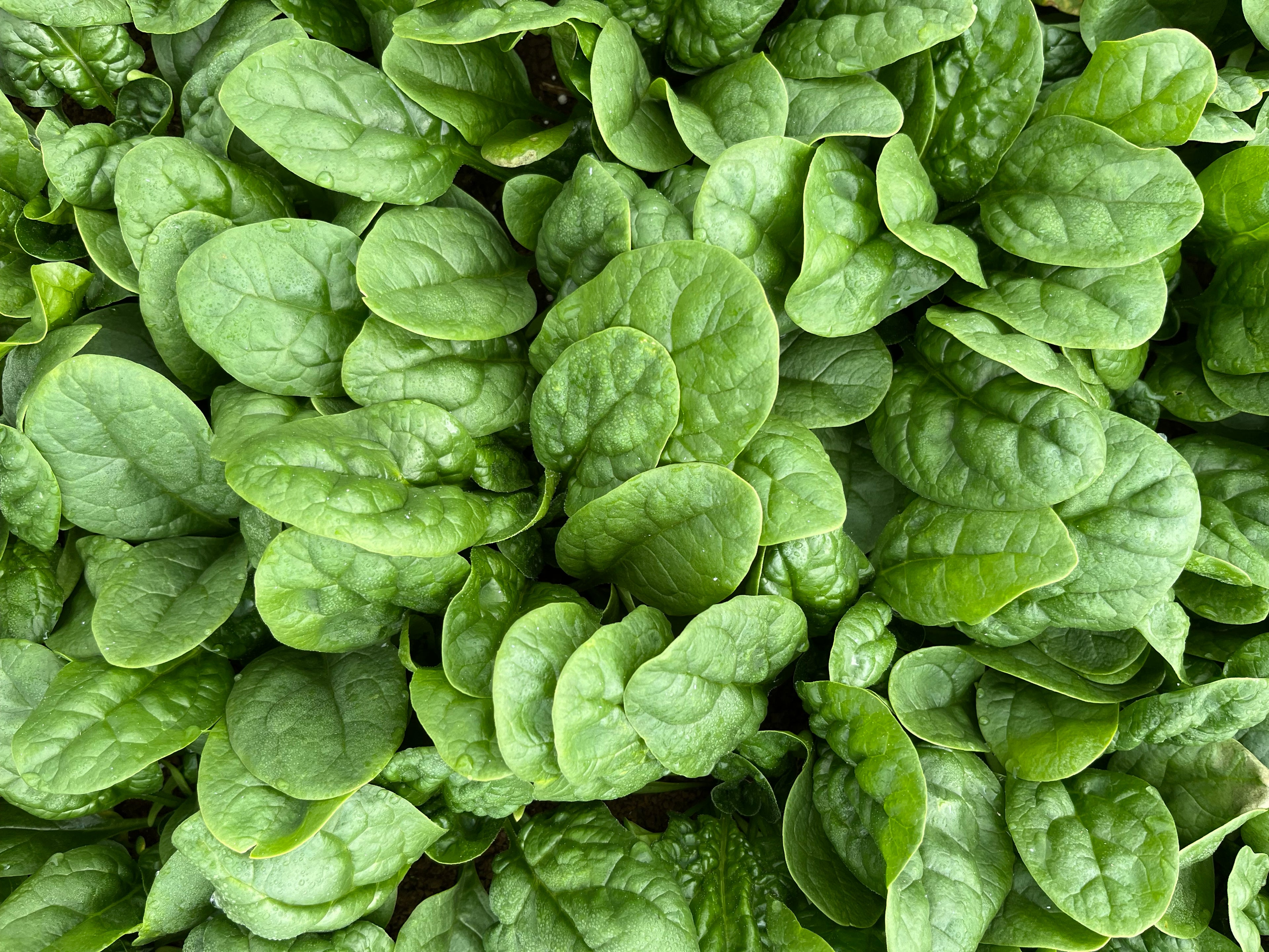 Spinach - OPAL