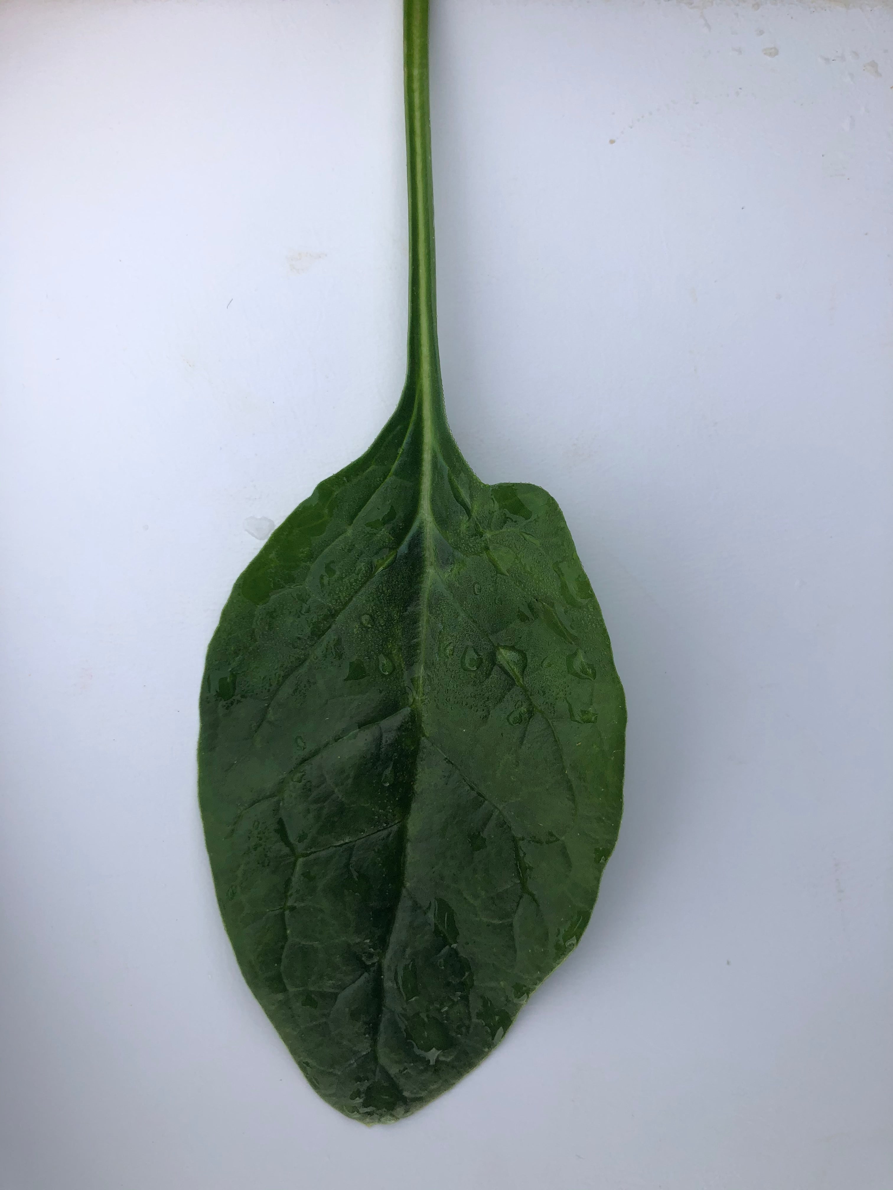 Spinach - PV 1582