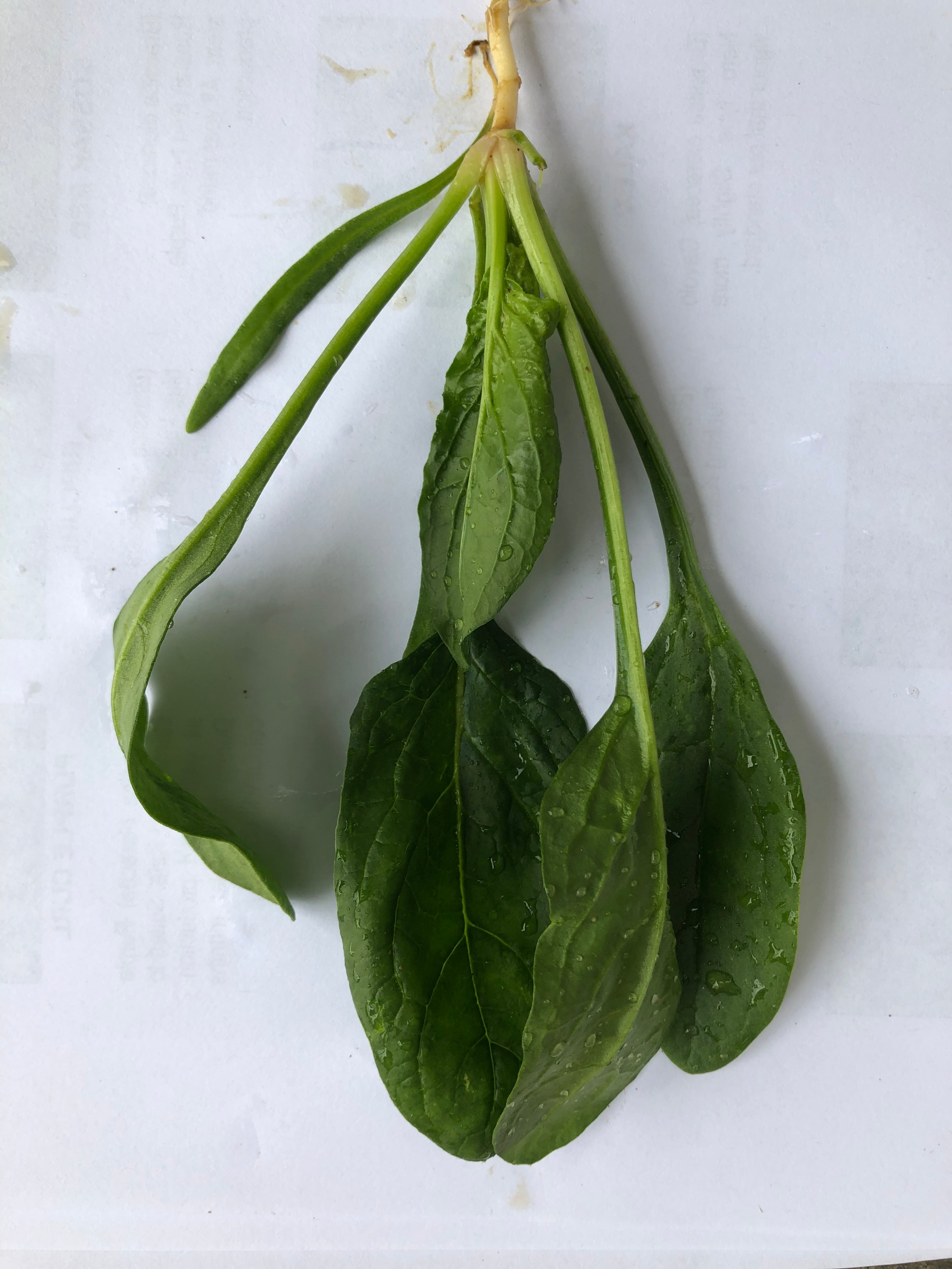 Spinach - PV 1582
