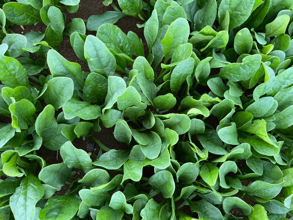 Spinach - PV 1582