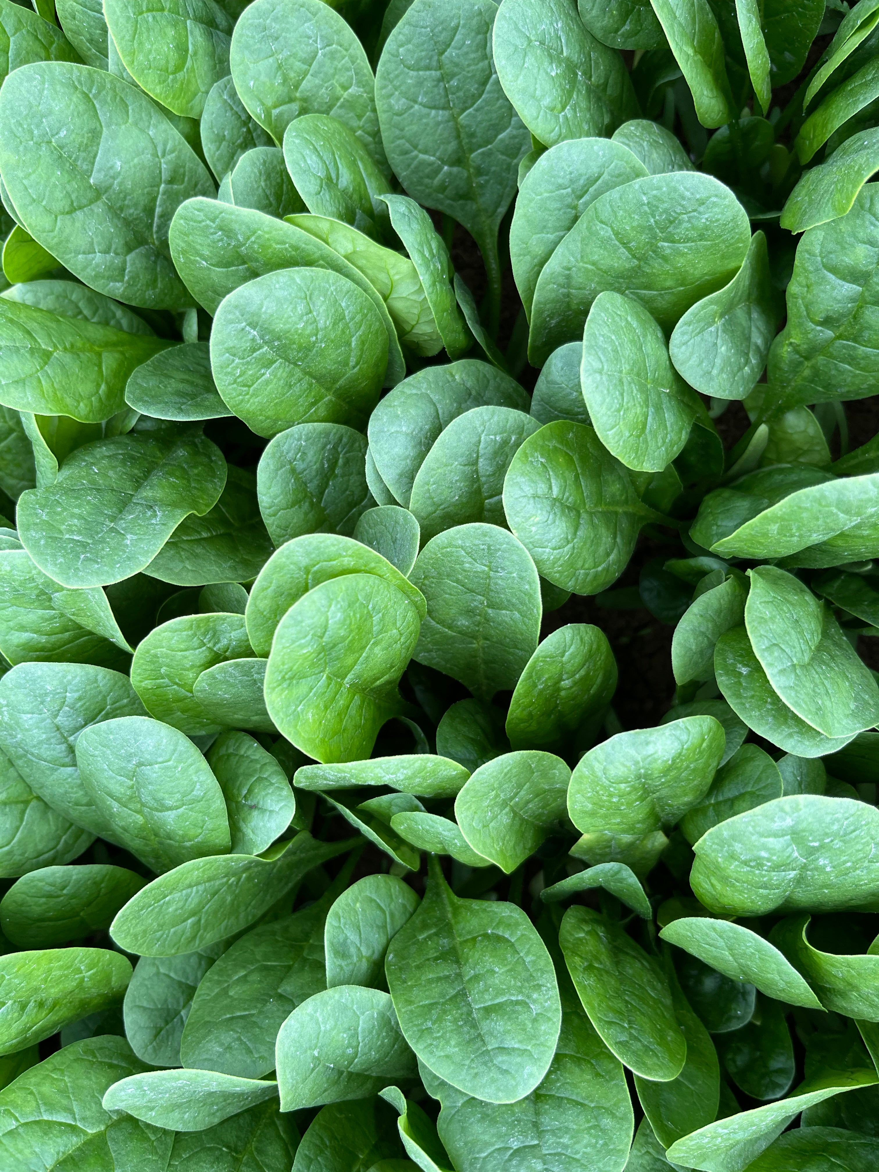 Spinach - QUARTZ