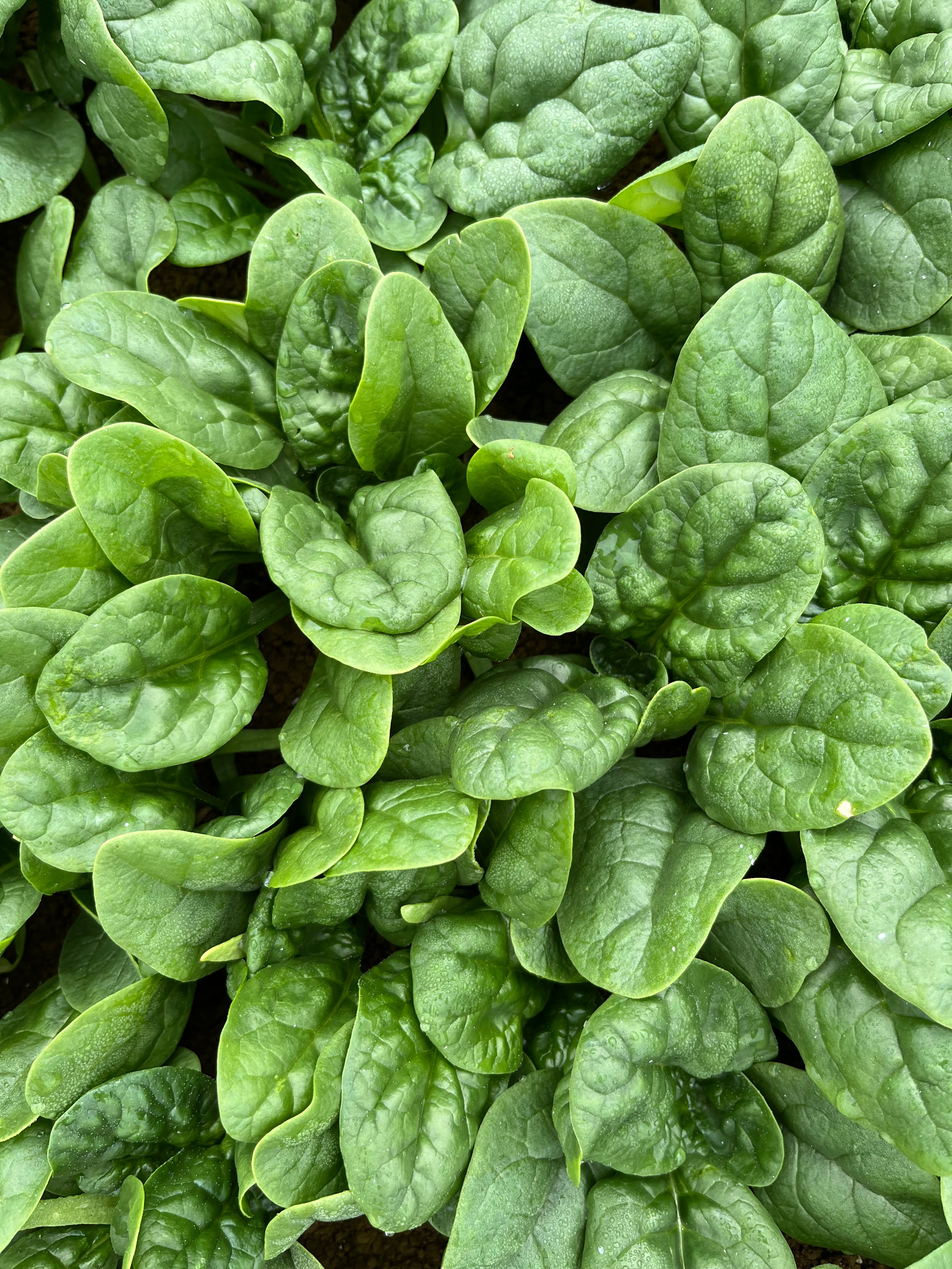 Spinach - SUMMERSTONE