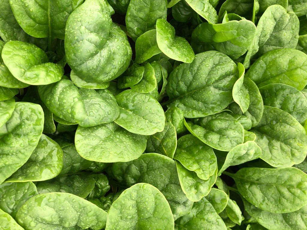 Spinach - SIOUX