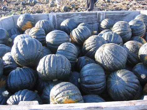 Squash - SUPERMARKET SELECT
